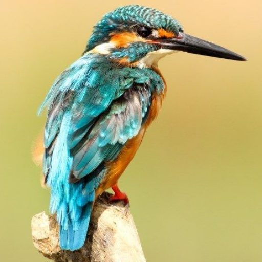 Kingfisher