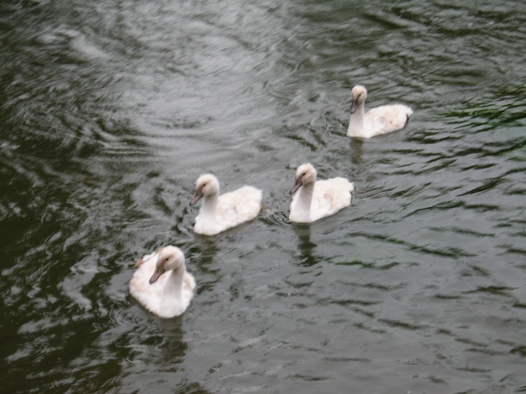 Ducklings