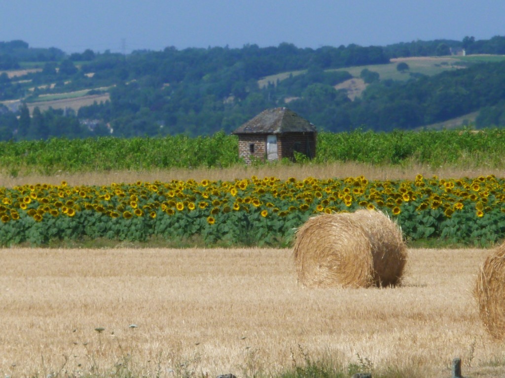 Sunflowers