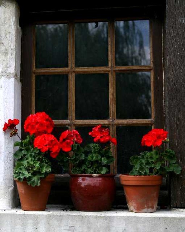 Window with geraniums