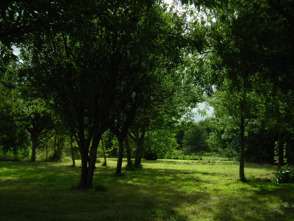 Old orchard