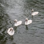 cygnets at le moulin de st blaise