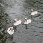 cygnets at le moulin de st blaise